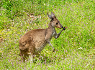 Naklejka na ściany i meble Kangaroo at Yanchep National Park Western Australia