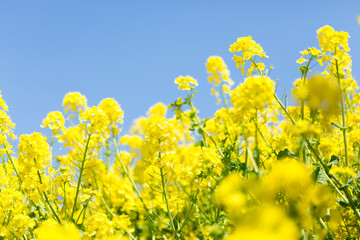 菜の花