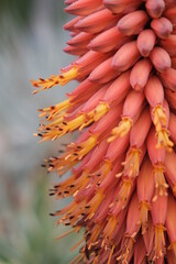 Aloes in Bloom