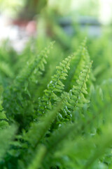 Fresh Fern leaves pattern background, Closeup nature of fresh green leaf background.