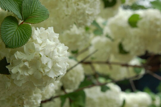 手毬 Images Browse 1 463 Stock Photos Vectors And Video Adobe Stock 手毬 Images Browse 1 463 Stock Photos Vectors And Video Adobe Stock