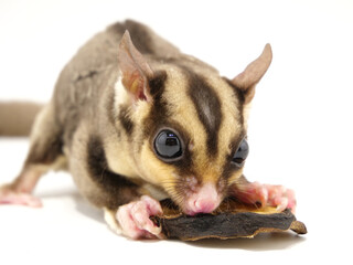 ドライバナナを食べるフクロモモンガ