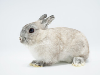 耳が短めな子ウサギ