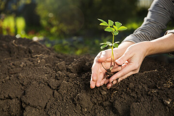 Concept of Earth day, organic gardening, ecology. women's hands holding a seedling planted in the soil and blurred backgrounds. growing plants in nature
