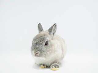 1匹のネザーランドドワーフ