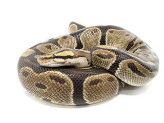 コンパクトにまとまっているボールパイソン