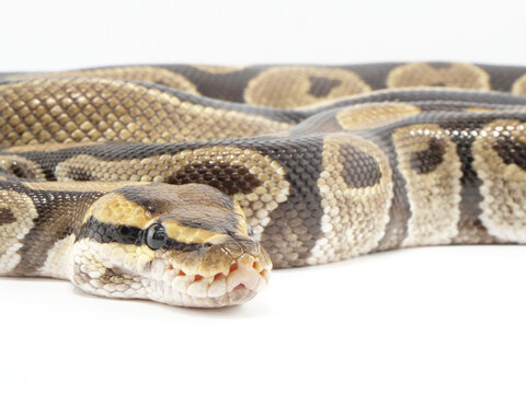 顔のピット器官がよくわかるボールパイソン