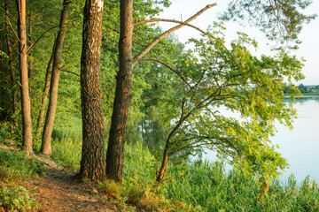 Nature of Belarus, calm serene summer landscape on the lake