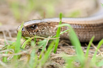 Rare animal, legless shiny harmless lizard slow worm on the ground