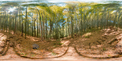 bamboo forest Botanical garden Georgia Batumi blue sky trees spring with 3D spherical panorama with...