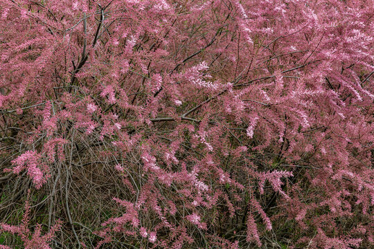 Tamarix ramosissima. Pink tamarind bush or taray catina covered with inflorescences.