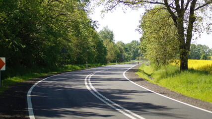 Obraz premium road in the forest