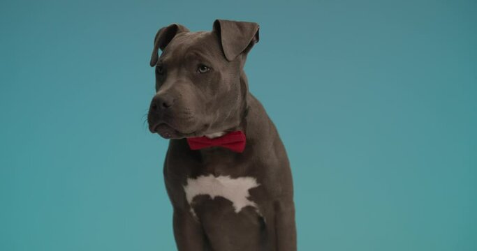 cute American Staffordshire Terrier dog is wearing a red bowtie and walking away  against blue studio background
