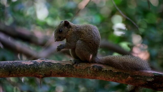 Seen in the middle eating a yellow fruit while facing to the left, Grey-bellied Squirrel Callosciurus caniceps, Kaeng Krachan National Park, Thailand.