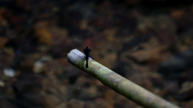 A zoom out of this lovely Damselfly while perched on a bamboo at a stream, Euphaea masoni male Damselfly, Kaeng Krachan National Park, Thailand.