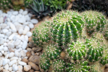 A clumping of Echinopsis cactus, green succulent plants with round-shaped stems and decorated with small white pebbles in the rock garden. Copy space for text background.