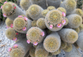 A clumping of Mammillaria cactus, succulent plants with cylindrical-shaped stems, and white wool with small pink flowers on top. The ornamental plant in the rock garden.