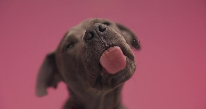 sweet American Staffordshire Terrier dog is tilting his head and licking the screen against pink studio background