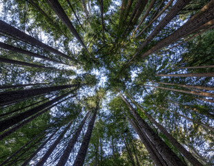 Circle of Coast Redwoods. Pescadero Creek County Park, San Mateo County, California, USA.