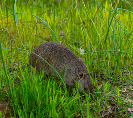 Bandicoots (Isoodon obesulus fusciventer),  their Nyungar name is Kwenda, are a small marsupial found in and around urban areas near bushland in the Perth area as well as the south-west of WA