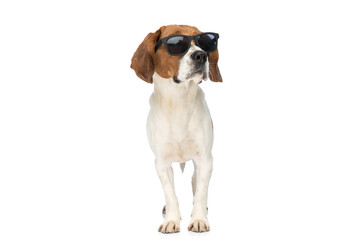 beagle dog is to good for us, looking away