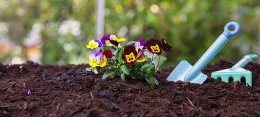  Kid plant pansies in the garden. Children gardening tool and plant on soil, close up © Rawf8