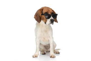 beagle dog wearing his sunglasses on his nose