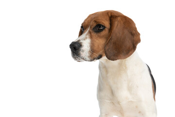 little beagle dog standing on one side