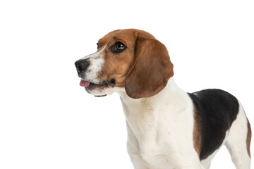adorable beagle dog licking his mouth and feeling happy