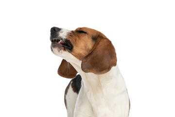 beagle dog feeling annoyed and barking at something