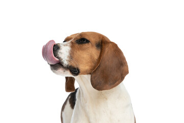 cute beagle dog licking his nose and standing