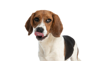 beagle dog feeling hungry and licking his mouth