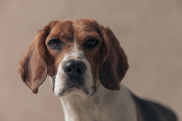 beagle dog feeling disgusted over something and a little uncomfortable - obrazy, fototapety, plakaty