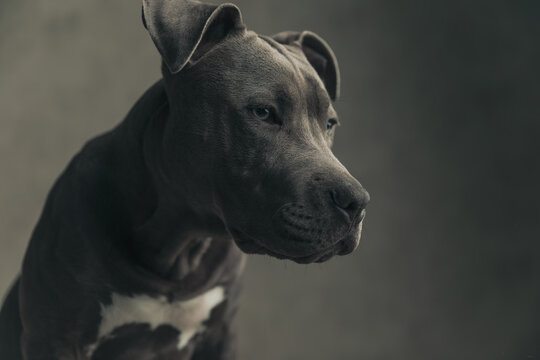 close up picture of an American Staffordshire Terrier dog