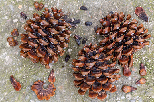 Pine cones and pine nuts from Pino Piñonero. Pinus pinea.