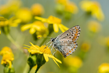 Ein Schmetterling sitzt auf einer gelben Blüte