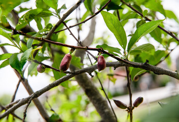町内で見つけた桜の実