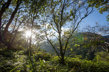 Obraz na płótnie Canvas Beautiful misty forest with sunlight rays through the trees,lens flare