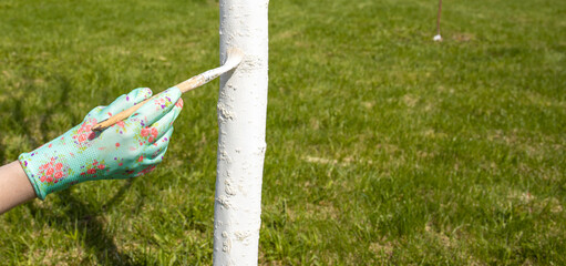 Spring preventive work in the garden. Applying whitewash to wood. Apple tree trunk, protection...