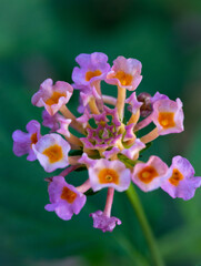 Closeup of pink flower