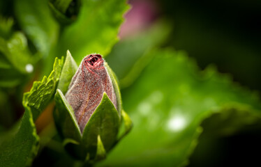 close up of a flower bud