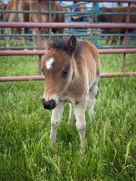 Peque&ntilde;o potro de poni 