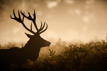Silhouetted Red Deer during the annual deer rut	