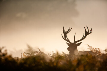 Silhouetted Red Deer during the annual deer rut	