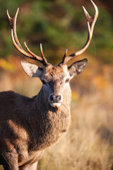 Red deer stag during the annual deer rut in London parks