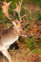 Red deer stag during the annual deer rut in London parks