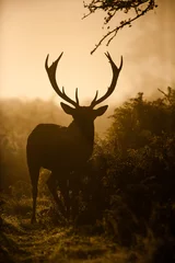 Fototapeten Silhouette Red Deer während der jährlichen Hirschbrunft © wayne