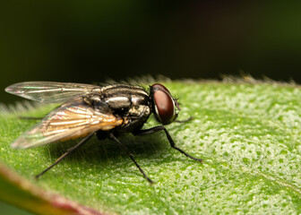 closeup of a fly on leaf