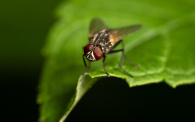 close up of a fly on a leaf
