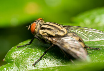 closeup of a fly on leaf